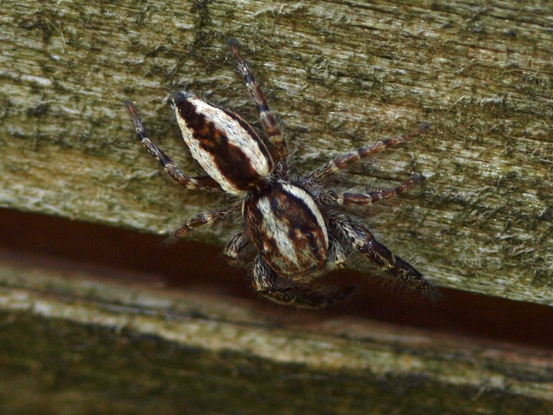 Pseudicius encarpatus